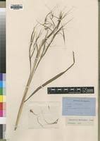 Image result for Hyparrhenia welwitschii