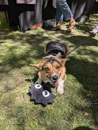 Hello, I own Fuzzbutt Boutique and I am looking for gig workers who are  able to sew or like to braid for dog toys. We are getting ready for some  big conventions