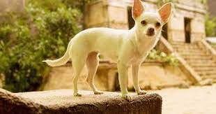 This One Is For Beverly Hills Chihuahua Dvd Too Description From Chihuahua Dogfashion Blogspot Com I Searched F Chihuahua Puppies Chihuahua Love Baby Animals