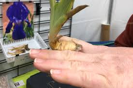 Iris seeds can be planted at any time, but the best time to plant the seeds is during the fall/winter/ and very early spring months. Tips Tricks For Growing Irises Sugar And Sap