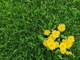 Annual plants grow during one season, and then set seed and die. Lawn Weeds How To Identify The Most Common Types This Old House