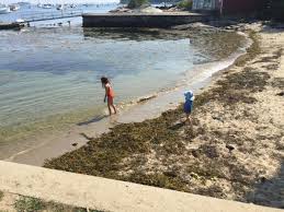 seaweed accumulation on maines coastal beaches maine sea