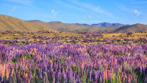 We did not find results for: View Of Lupin Flower Field Near Lake Tekapo Landscape New Zealand Various Colorful Lupin Flowers In Full Bloom With The Background Of Mountain Ranges Stock Photo Picture And Royalty Free Image Image