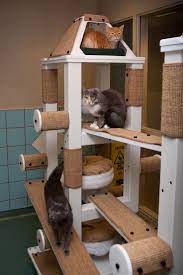 Pin On Cats