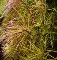 Image result for Murdannia stricta