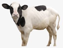 While the background used in this eid mubarak background editing, that we have prepared for you. Cattle Hd Png Download Kindpng