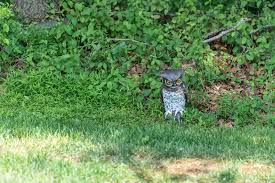 The best way to stop these birds from nesting on your house is to block any and all possible nest holes with boards, bird netting, or any physical barrier that might be cosmetically and structurally appropriate. Keeping Birds Out Of Your Garden East Idaho News