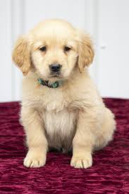 Golden retriever puppies ohio cheap. Pin By Brooke On Dog Golden Retriever Puppies Retriever Puppy