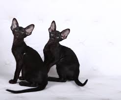 Due to the lockdown for almost whole year, he did not receive the latest vaccine, but he had received a complete vaccine during its infancy. Oriental Shorthair For Sale In The City Of Kiev Ukraine Price 541 Announcement 5849