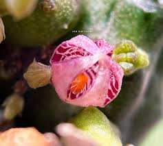 Image result for Orbea knobelii