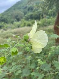 Image result for Hibiscus vitifolius