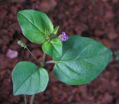 Image result for Boerhavia diffusa