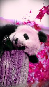 Pin By Kenzie Henseler On Zedge Photos Panda Wallpapers Cute Panda Wallpaper Panda Art