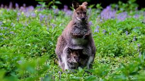 Kanguru, Keseliler, Genç