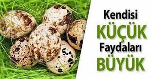 Bildircin Yumurtasi Faydalari Ve Ozellikleri Vegetables Health Food
