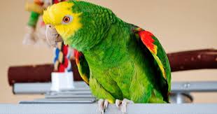 Burung anis merah mempunyai nama lain yaitu anis bata, punglor mera, punglor cacing dan punglor bata. Nama Untuk Burung Kakak Tua Lelaki 12 Gambar Julukan Cantik Lucu Dan Asal Untuk Lelaki Bagaimana Anda Boleh Memanggil Burung Kakak Biru Dan Kuning