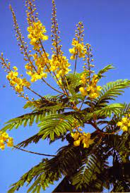 Yellow Royal Poinciana Tree Bloom Beautiful Tree Garden Trees Poinciana