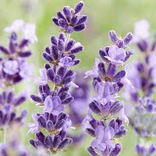 Black Knight Butterfly Bush Lavender Hidcote English Lavender Flower Spike