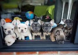 Looking for french bulldog puppies for sale in new york? Ethical Frenchie We Are A Family And Friends Based French Bulldog Breeder Located In New York Ny We Welcome You To Learn More About Us And Our Ethically Bred French Bulldog