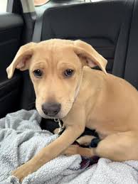 I'm assuming this is near Crown Point please share especially if you live  near this area.  https://www.facebook.com/221626334535683/posts/4098446120186999/