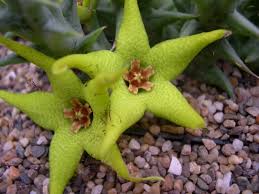 Image result for Orbea caudata