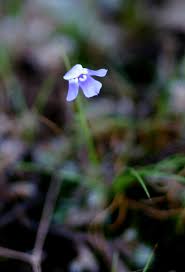 Image result for Linderniella wilmsii