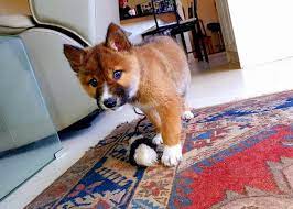 We saw plenty of australia's wild dogs growing up in the outback of new south wales. Lost Puppy Found In Australia Is Actually Rare Dingo Dna Test Shows Smart News Smithsonian Magazine