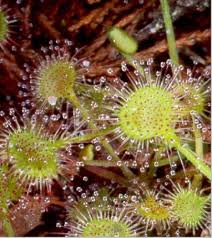 Sundew Jpg Jpeg Image 382x430 Pixels These plants populate every biome and are a major food source for animals and humans.
