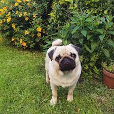 Check out these pictures of adorable golden retriever puppies and learn facts to see if they're right for your family! Puppyv Instagram Posts Photos And Videos Picuki Com