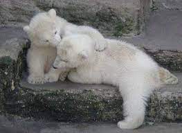 Maybe you would like to learn more about one of these? Pin On Bears