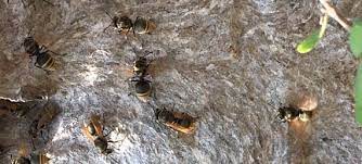 03:53 daphne explores mexican honey wasps and explains how travis county extension can get you growing this year! Mexican Honey Wasps Are Tiny But Interesting Rancho Lomitas Native Plant Nursery