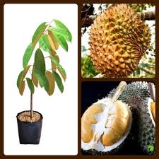 Pada umunya durian memiliki duri berwarna hijau kecoklatan. Bibit Durian Duri Hitam Ochee Kaki 3