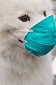 The Effects Of Air Pollution On Animals Pollution Air Pollution Air