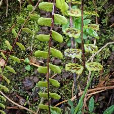 Image result for Aspleniaceae