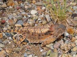 Herp Queries Are People Still Keeping Horny Toads Reptiles Magazine