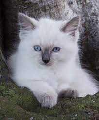 Most recent best match cheapest most expensive. Purebred Ragdoll Kittens For Sale Premium Quality Papered Pedigree