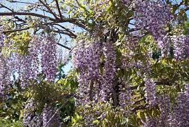 Japanskt blåregn på svenska med böjningar och exempel på användning. Vitblommigt Blaregn Floribunda Alba Krukodlad Wexthuset