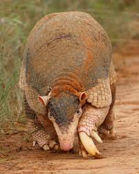 American Museum of Natural History