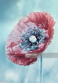 Pin On Getty Images Gettyimages