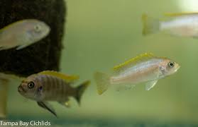 Image result for Microchloa afra