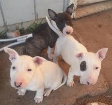 For sale, american pit bull pitbull pics california dog breeder red nose red nose bull bull. Gorgeous English Bull Terrier Puppies For Sale In Sacramento California Classified Americanlisted Com