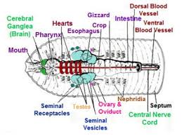 Lay the worm on your dissecting tray with its dorsal side facing up. Solution Biol 1021 Earthworm Anatomical Terminology Lab Report Studypool