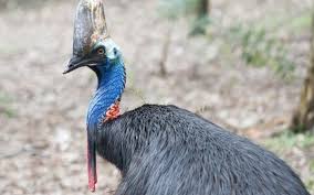 Cassowary Kusu Nedir Nasil Oldurur Cassowart Deve Kusu Ozellikleri Internet Haber