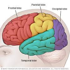 Image result for Frontal Lobe