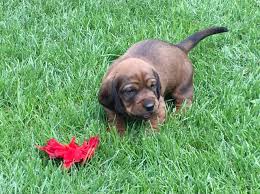 Image result for alpský brakýř jezevčíkovitý