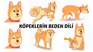 Kopekleri Yatistiran Beden Dili Kopek Egitimi Kopek Hayvan
