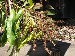 Maybe you would like to learn more about one of these? Alphonso Mango Tree In Northern California Marin Homestead