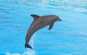 Cetaceanawareness Dolphin Facts Bottlenose Dolphin Dolphins