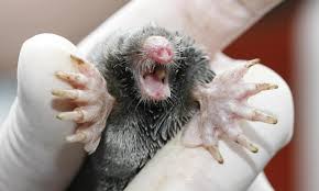 Although both damage property by creating burrows and tunnels, voles will also cause problems on land through feeding on vegetation. Moles Paws