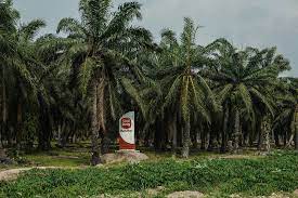 Sime darby plantation, petaling jaya, malaysia. Biggest Clients Spare Sime Darby Plantation Despite Us Sanctions Money Malay Mail